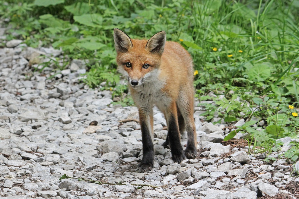 cruelty-free little fox