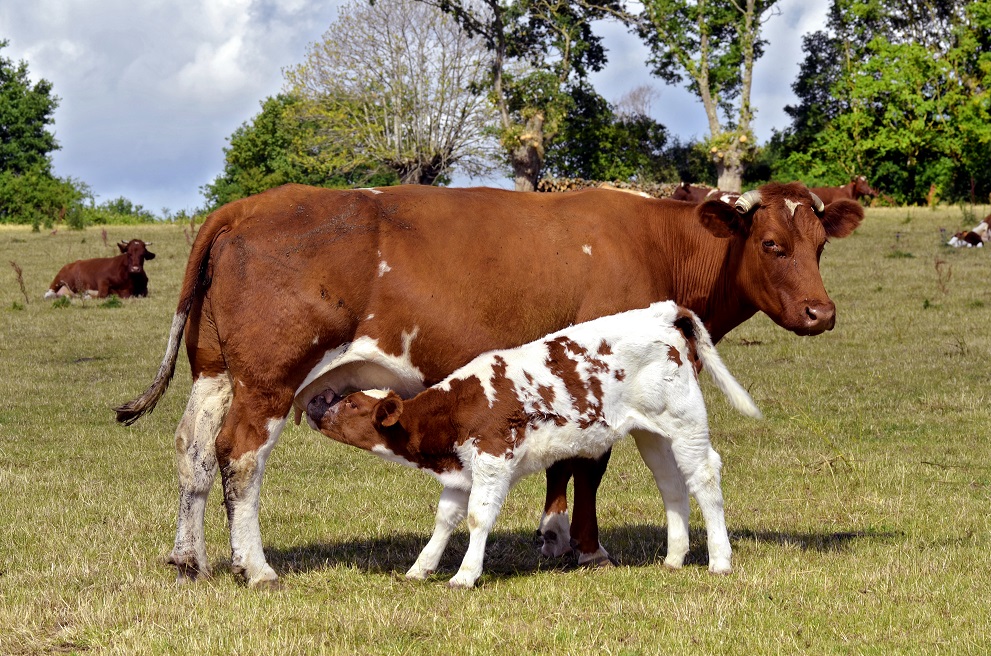 dairy cows