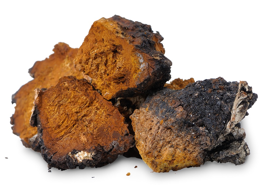 chaga mushroom