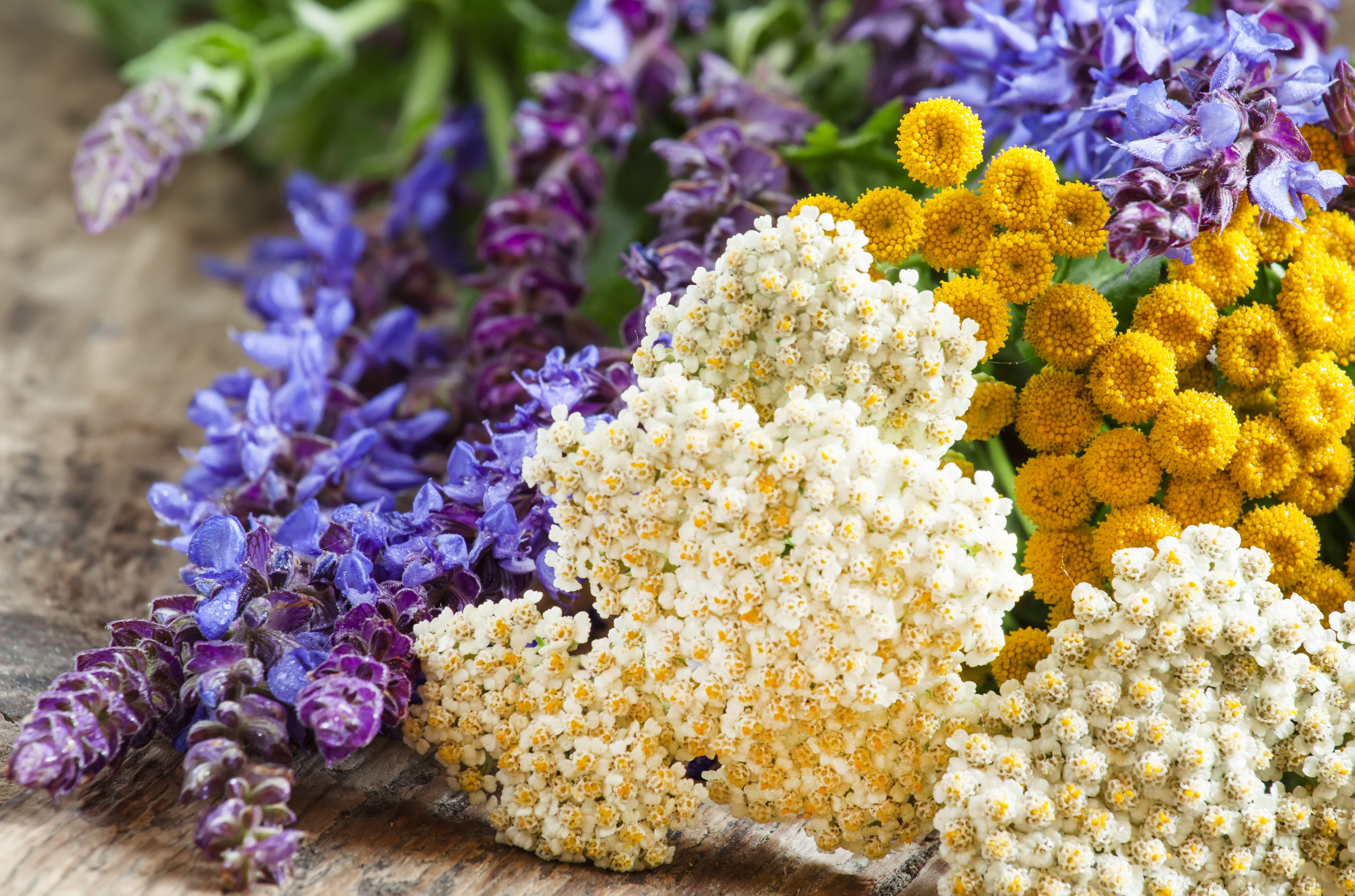 blue tansy and chamomile