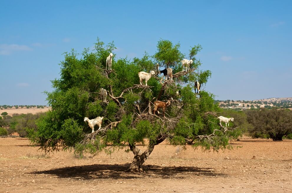 argan-oil-trees.jpg