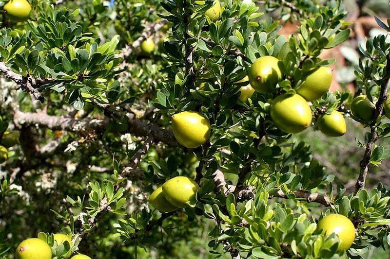 argan-tree-and-nuts.jpg