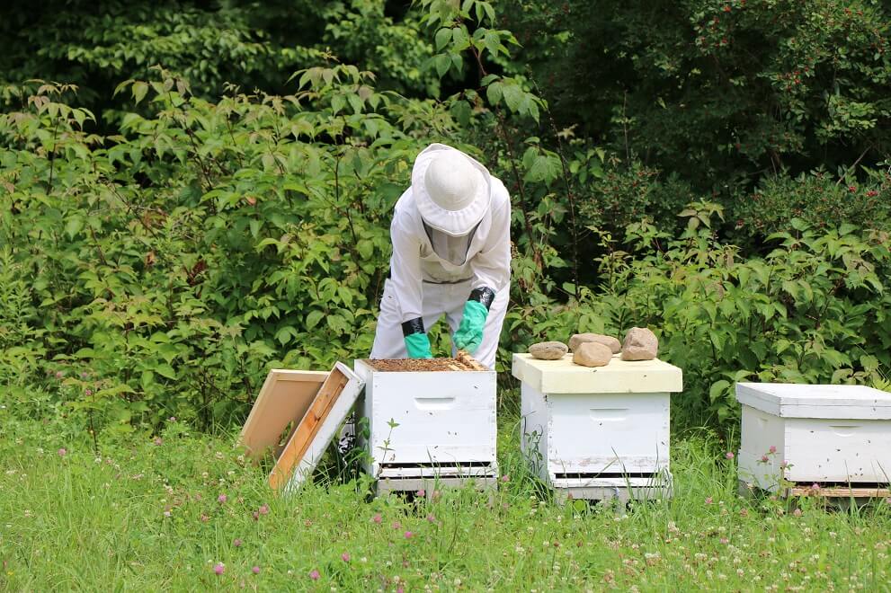 beekeeping