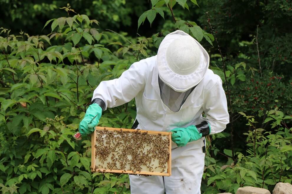 beekeeping