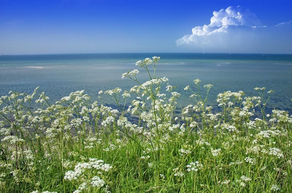 Blue Tansy Flowers