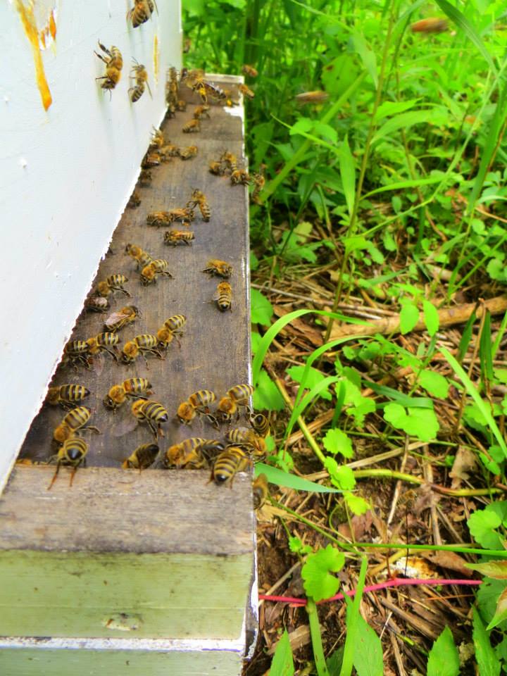 molly's hive and bees