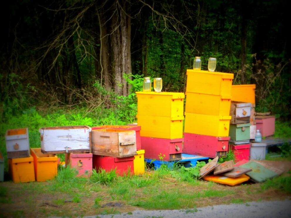 bee hives