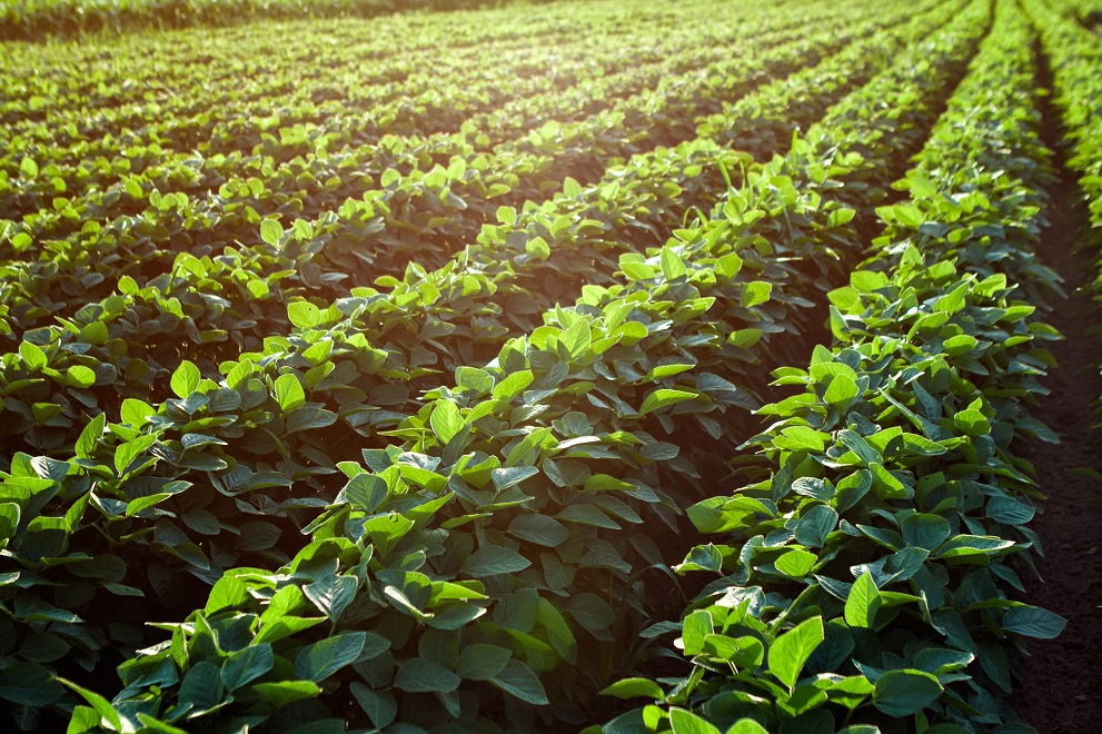 soybean crops